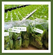Middle Box Lettuce (4,800g - divided into 32 small packs and could be picked up in batches)