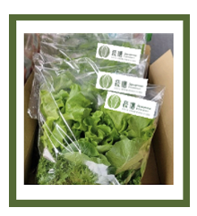 Medium Box Lettuce (1200g - divided into 8 small packs and could be picked up in batches)