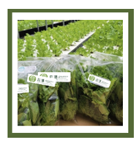 Big Box Lettuce (2400g - divided into 16 small packs and could be picked up in batches)